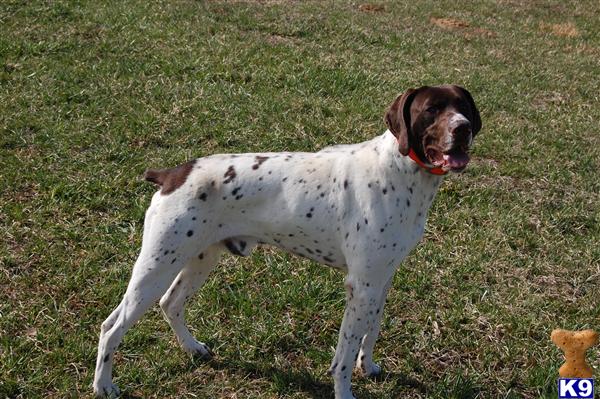 Dogs for Sale in OH
